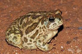 Used To Catch These And Keep Them When I Was Little Toad Frog And Toad Frog