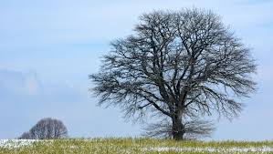 According to the united states national arboretum, evergreen magnolias should a native of japan, star magnolia (magnolia stellata) is a shrub or small tree that may be grown in usda zones 4 to 9, where it will look its best in a location with morning. Can I Plant Trees In Winter Plant Me Green