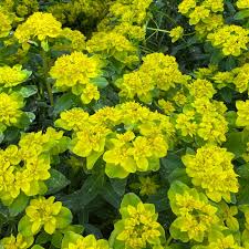 Image result for Euphorbia ugandensis