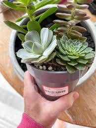 Maybe you would like to learn more about one of these? How To Create A Succulent Dish Garden Duke Manor Farm