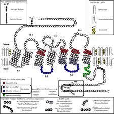 Monomer adalah unit fungsional dan struktural utama dari suatu polimer. Reseptor Terhubung Protein G Wikipedia Bahasa Indonesia Ensiklopedia Bebas