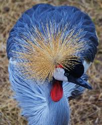 Colorful Bird With Big Feathers Gray Crowned Crane Beautiful Birds Colorful Birds Bird Pictures