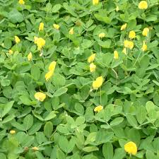 Image result for Arachis