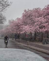 Maybe you would like to learn more about one of these? Mischa Heuer On Twitter Nothing To See Here Just Cherry Blossoms And Snow In Berlin