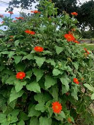 Image result for Tithonia