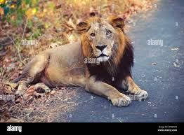 Lion sitting resting ; Sanjay Gandhi ...