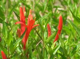 Image result for Anisacanthus