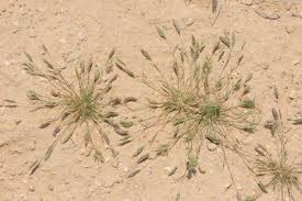 Image result for Centemopsis filiformis