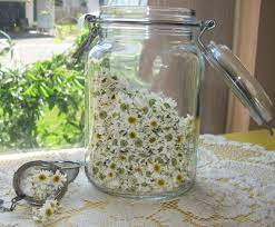Harvesting Making Your Own Camomile Tea Proverbs 31 Woman Chamomile Growing How To Make Tea Camomile Tea