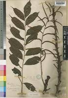 Image result for Lomariopsis guineensis