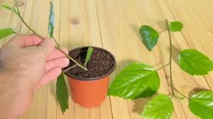 Both hardy and tropical hibiscus are propagated from cuttings. How To Propagate A Hibiscus Step By Step