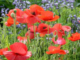 Pin On Jardin