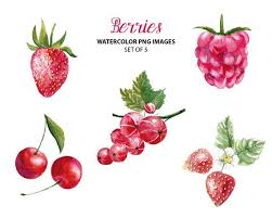 Cute Berries Clipart Watercolor Nature Clip Art Berries Etsy In 2020 Crystals Watercolors Clip Art Nature Watercolor
