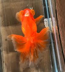 See full list on fishsblog.com Butterfly Tail Goldfish Butterfly Goldfish Care Butter Fly Goldfish