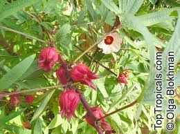 Image result for Hibiscus noldeae
