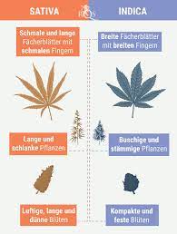 Indica vs sativa still holds the majority of focus because of the way cannabis is grouped. Welcher Unterschied Besteht Zwischen Cannabis Indica Und Cannabis Sativa Rqs Blog