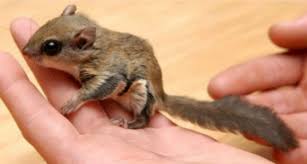 Currently, washington state, montana, nevada, north. Photos Flying Squirrel Trafficking Ring Busted By Florida Wildlife Officials Wane 15