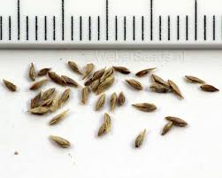 Image result for Poa