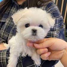 كلاب للبيع في أبو ظبي he ranges 2 3kg in weight full of energy love and joy with very minimal brown yellow points on one ear luck teddy teddy bear animals