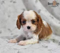 Patsy Cavalier King Charles Spaniel Puppy For Sale In Millersburg King Charles Cavalier Spaniel Puppy Cavalier King Charles Spaniel Spaniel Puppies For Sale