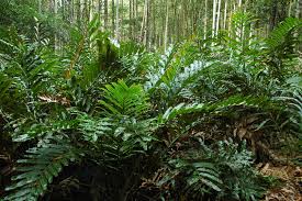 Image result for Acrostichum