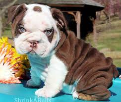 Look at pictures of english bulldog puppies who need a home. Shrinkabulls Chocolate English Bulldog Puppies Cute Bulldog Puppies Cute Baby Animals English Bulldog Puppies