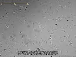 Detailed Information [JCRB1554]-