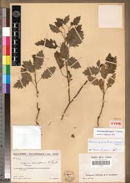 Image result for Athroisma