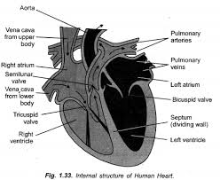 Capillary beds contain a large number (10 to 100) of capillaries that branch among the cells and tissues of the body. Life Processes Class 10 Important Questions And Answers Science Chapter 6