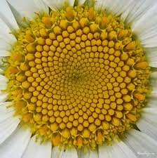 Pin By Shelleydwyermurphy On Images Quand L Ame Agit Spirals In Nature Fibonacci Spiral Nature Fractals In Nature