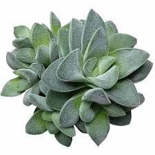 Image result for Crassula morrumbalensis
