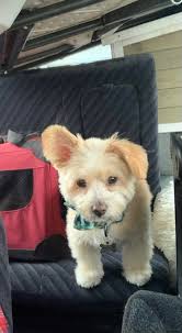 ✓UPDATE: found! Thank you Sarah McAndrew ‼️‼️‼️MISSING WHITE DOG ‼️‼️‼️‼️  Hi everyone, the white dog in the photo ran away from my neighbour's house  in Tandy's Lane. Someone saw him in Airlie