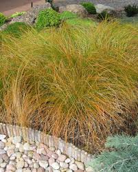 Image result for Carex conferta