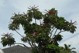 Image result for Heptapleurum actinophyllum