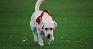 However, training older dogs can be more challenging and take longer. The Smell Of Fear May Make It Hard For Dogs To Track Some People Science News For Students