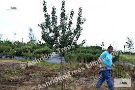 Fast delivery, safe ship warranty! What Are Half Standard Fruit Trees Fruit Tree Advice Ashridge Trees