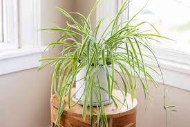 Spider Plant Care Growing Guide