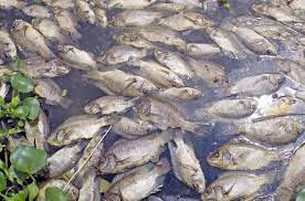 Akan mendapat kemajuan dalam penghidupan dan cinta. Mesti Hati Hati Ini Arti Mimpi Melihat Ikan Mati