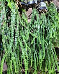 Image result for Huperzia