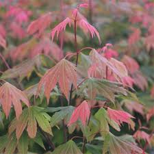 Image result for Aceraceae