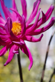 Logan, utah, residents can receive their gifts quickly and easily today. Hd Wallpaper United States Logan Logan Utah Temple Summer Flower Pink Wallpaper Flare