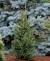 Landscaping Ornamental Evergreen Trees
