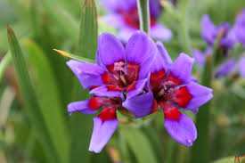 Image result for Babiana