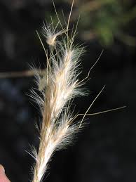 Image result for Bothriochloa