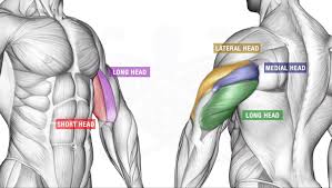 It has two origins (hence the biceps part of its name), both of which attach to the scapula bone. How To Build Bigger Arms 4 Arms Day Mistakes Killing Your Gains