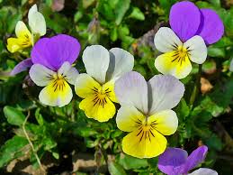 Como cultivar o Amor-perfeito (Viola Tricolor) - PlantaSonya - O seu blog  sobre cultivo de plantas e flores