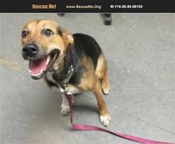Adopt 18060900156 German Shepherd Rescue Richmond In German Shepherd Adoption German Shepherd German Shepherd Rescue