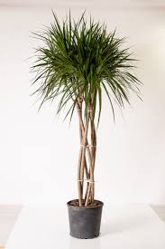 Image result for Pellaea doniana