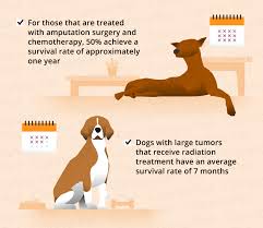 When a cancer is present, however your veterinarian has arrived at the diagnosis, he or she should present you with a realistic prognosis. Bone Cancer Osteosarcoma In Dogs Canna Pet