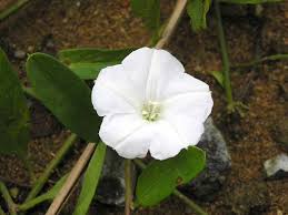 Image result for Aniseia martinicensis